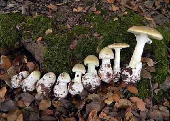 Amanita phalloides