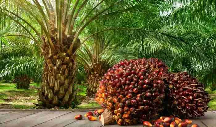 Species of palm oil