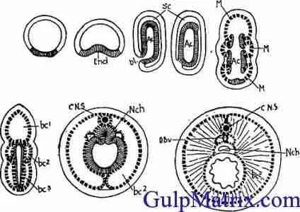 gastrulation