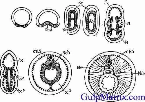 gastrulation