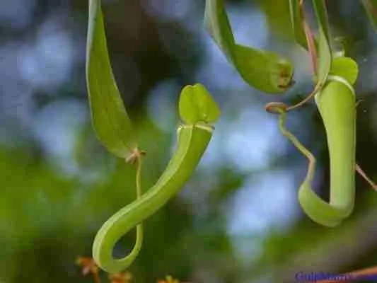 15127637663_7b0f286460_b_pitcher-plants