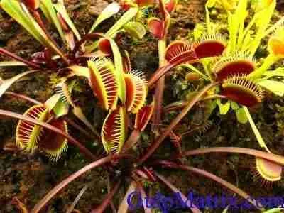 Feeding Habit of insectivorous plants