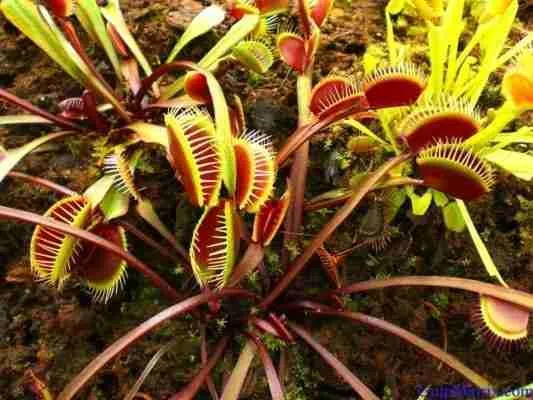 Feeding Habit of insectivorous plants