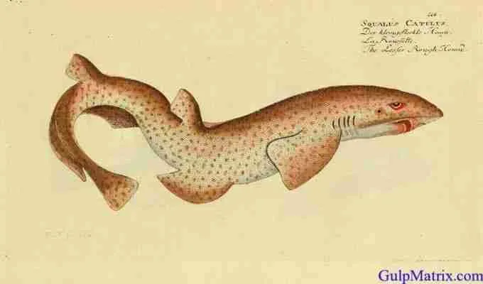 dogfish