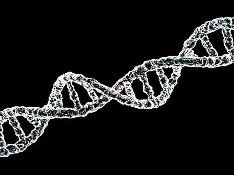 nucleic acids