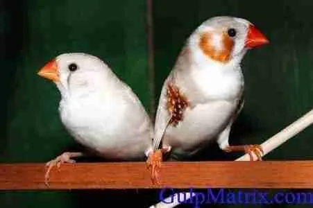 galapagos finches