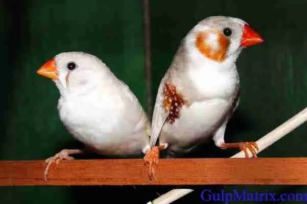 galapagos finches