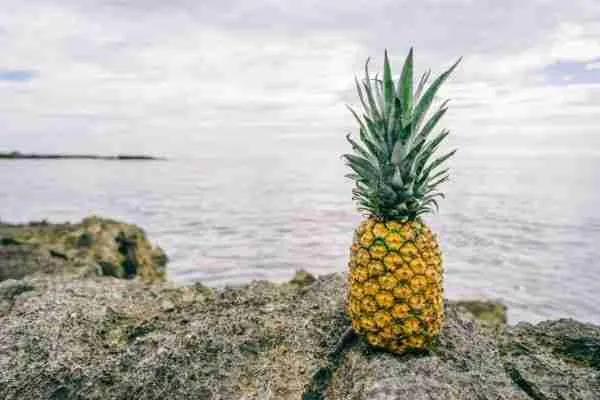 fruit formation without fertilization