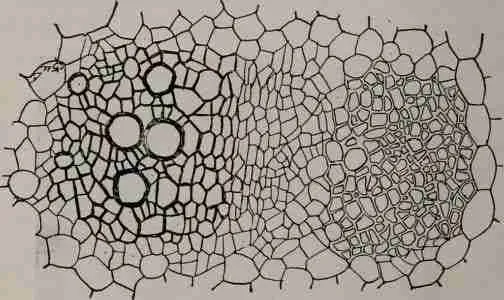 Parenchyma cells