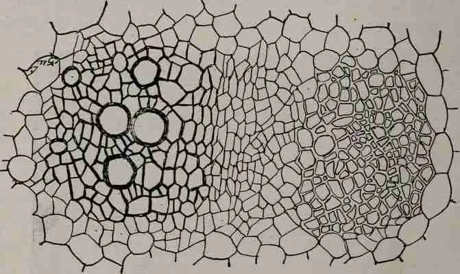 Parenchyma cells