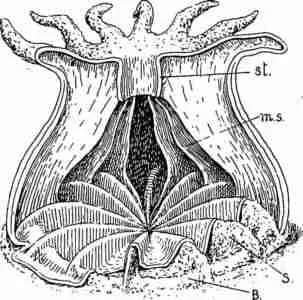 hydra species