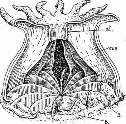 hydra species