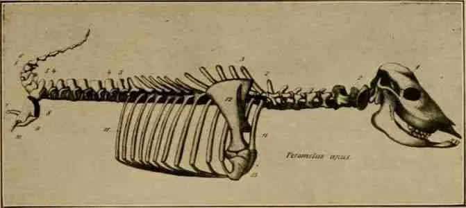 vertebral column