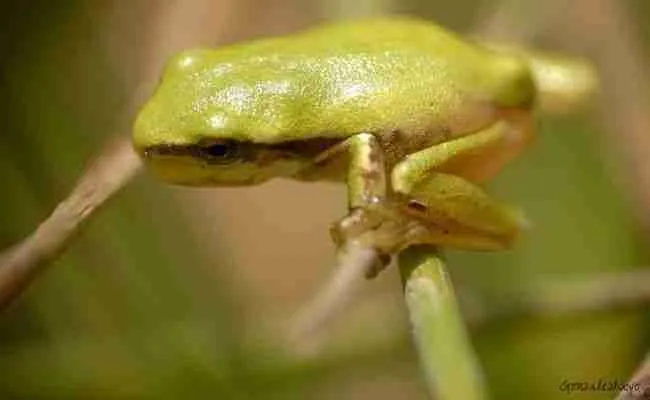 frog