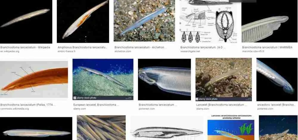 primitive features of amphioxus