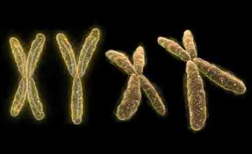 chromosome puffs