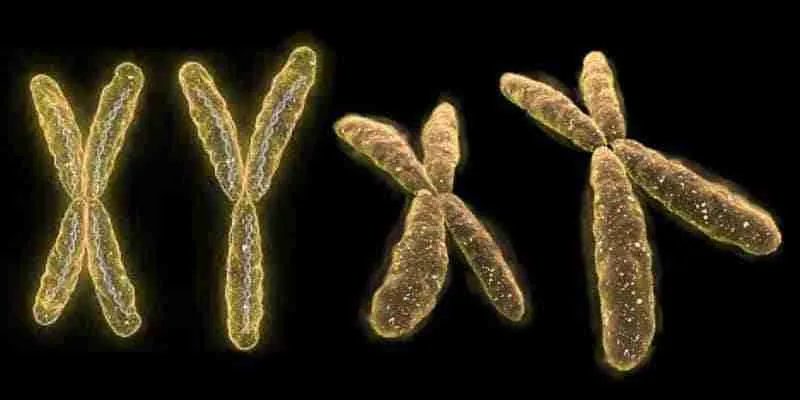 The Role of Chromosome Puffs and Gene Switching On Protein Synthesis