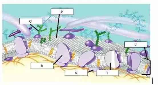 enzyme synthesis