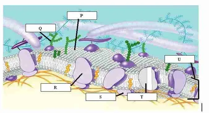 enzyme synthesis