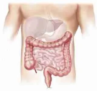 structure of the liver