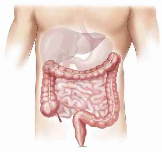 structure of the liver