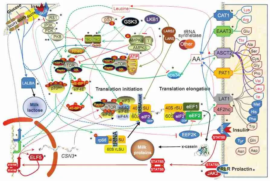 Protein synthesis