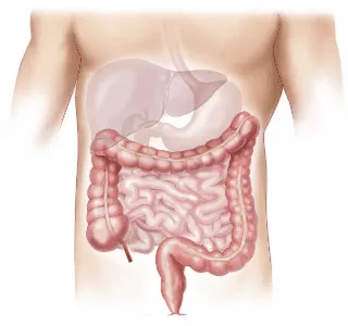 Functions of the mammalian Liver