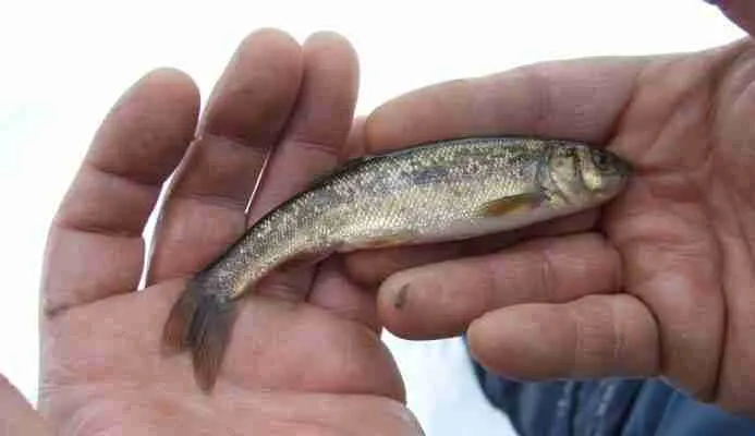 stickleback