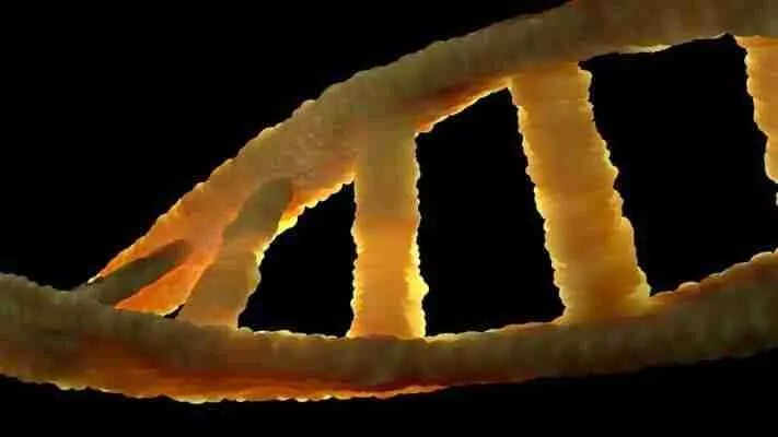 Structure of DNA molecule