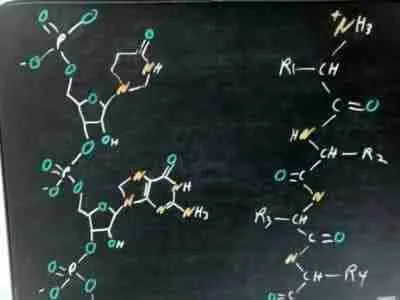 Messenger RNA