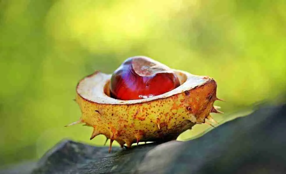 fruits and seeds