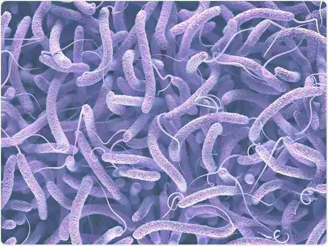 Vibrio cholerae