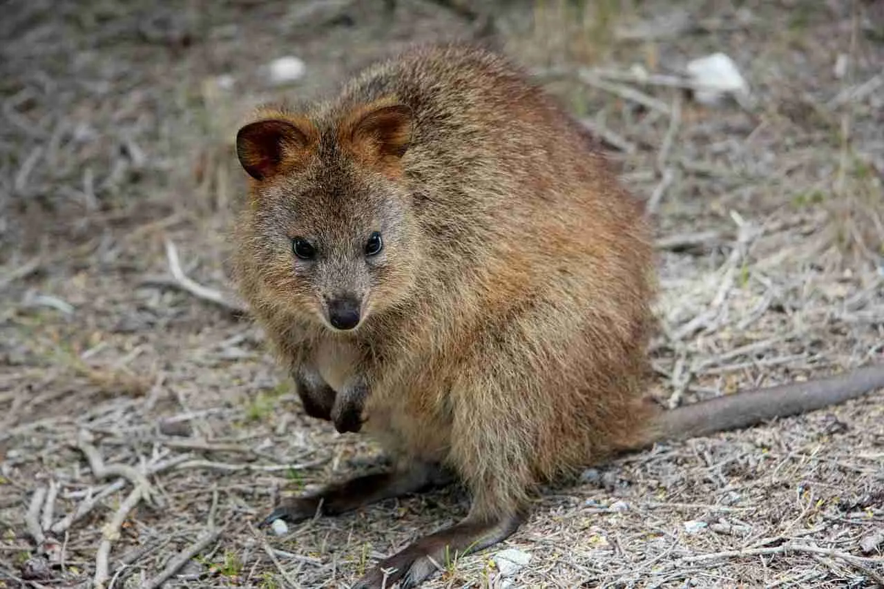 Quokkas