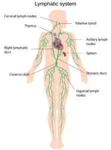 lymphatic-system-a39a6d