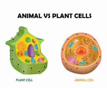 Animal and Plant Cells