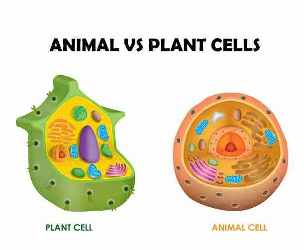 Animal and Plant Cells