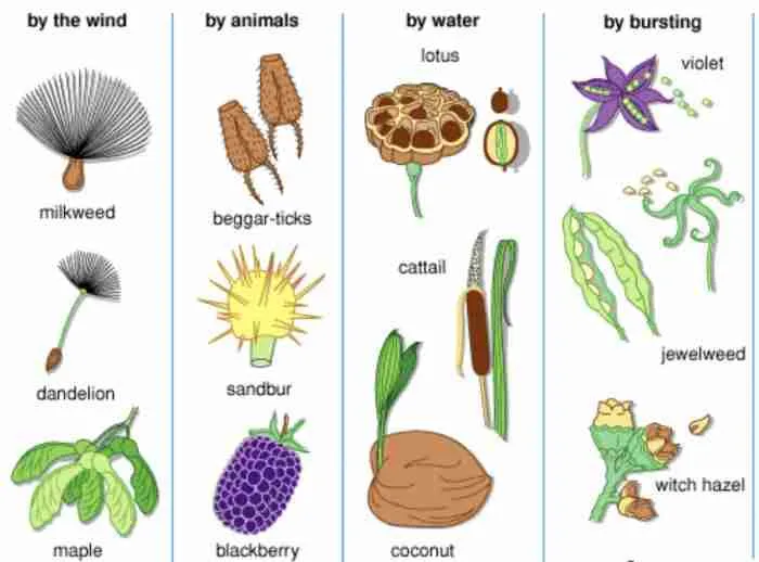 Dispersal Of Fruits And Seeds.