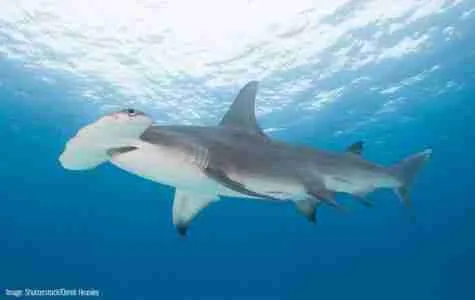 Hammerhead shark