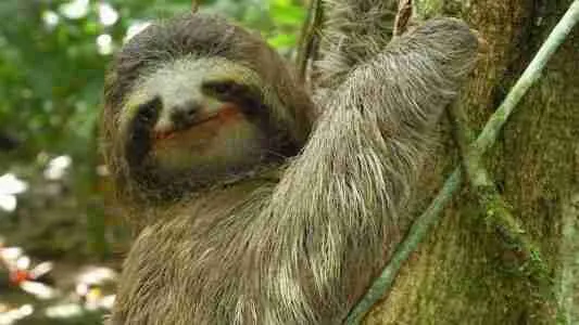 sloth is one of the sluggish animals known