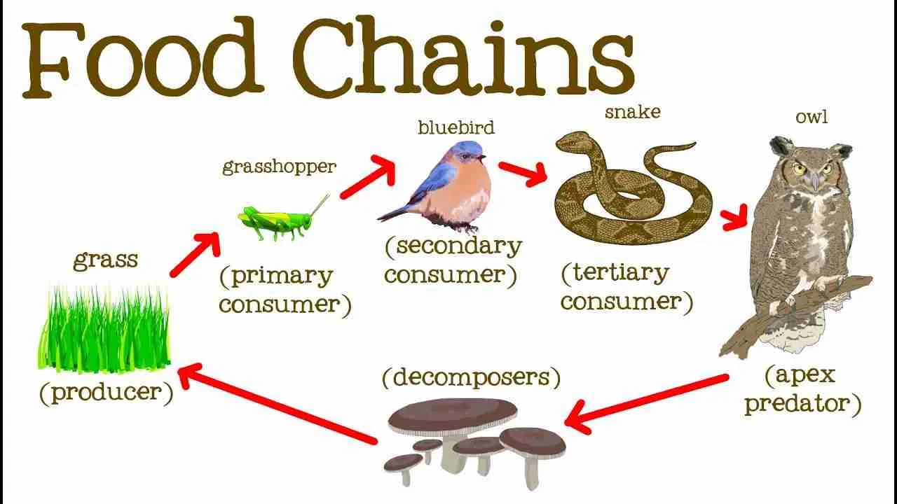 food chain