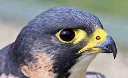 peregrine falcon