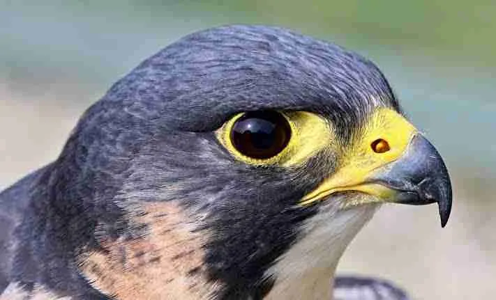 peregrine falcon