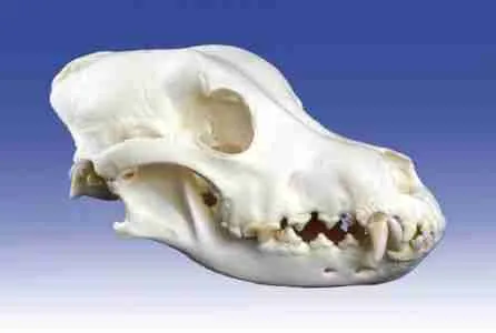 Dog skull