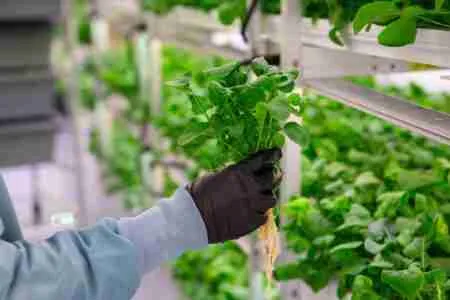 Hydroponic System Farming