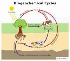 Biochemical-Cycles