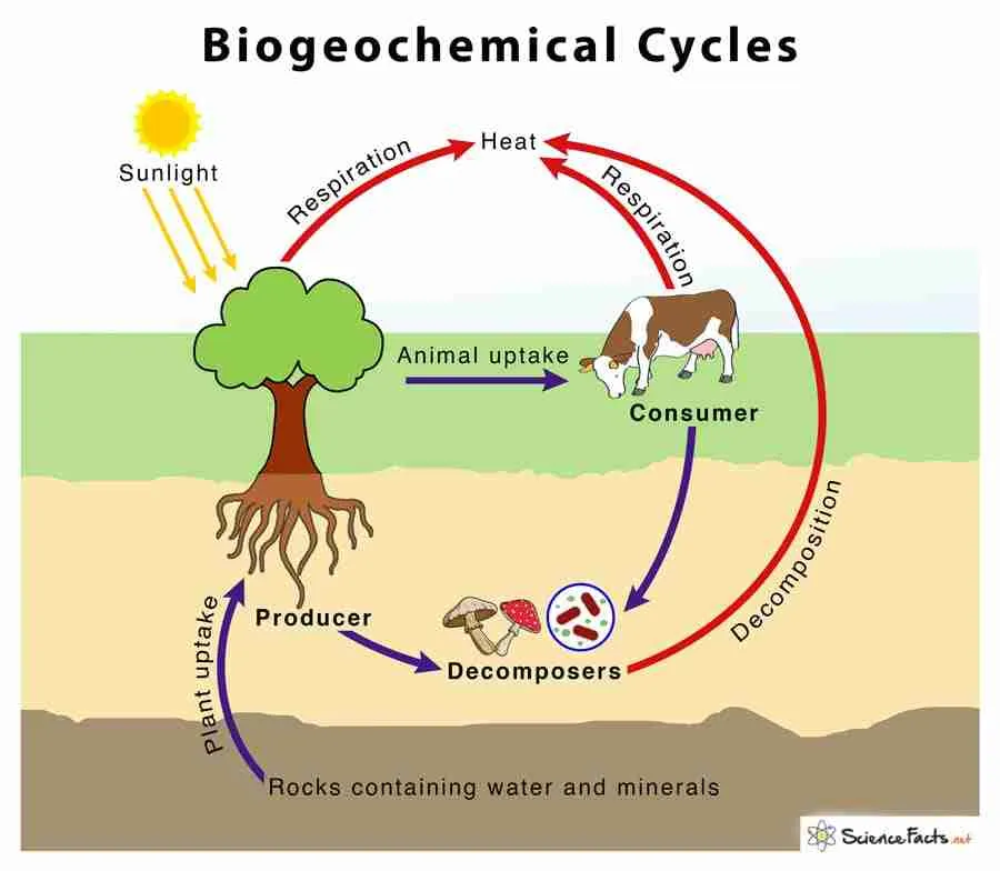 Biochemical-Cycles