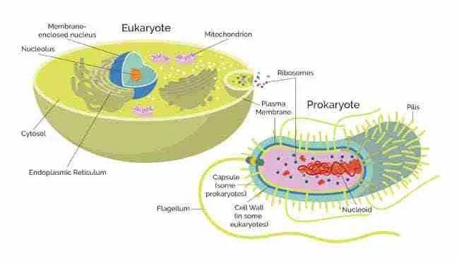 differences between prokaryotic cells and eukaryotic cells