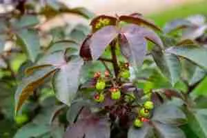 119045077-bellyache-bush-jatropha-gossypifolia-in-garden