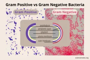 Gram Positive vs Gram Negative Bacteria