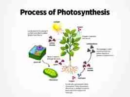 Process-of-photosynthesis